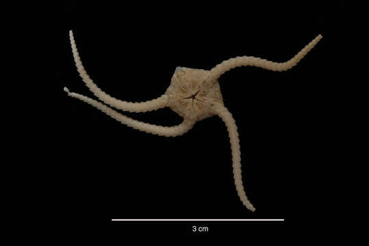 Image of Ophioplinthus relegata (Koehler 1922)