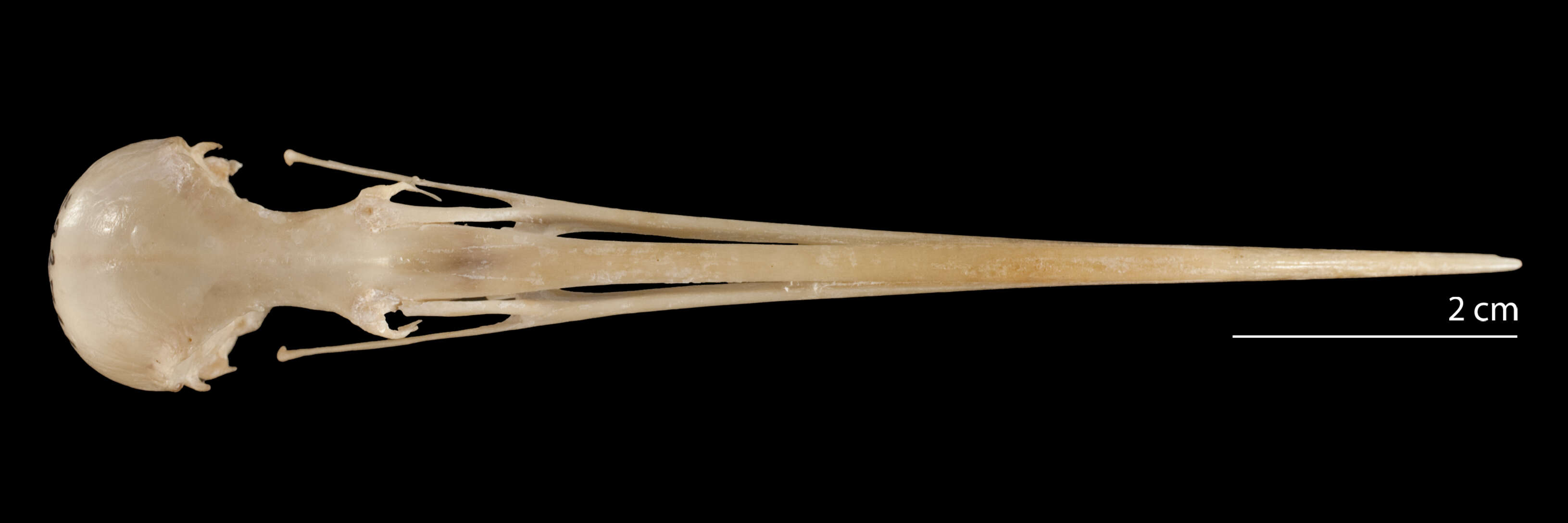 Image of Ibidorhynchidae