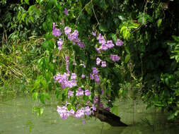 Image de Bignonia corymbosa (Vent.) L. G. Lohmann