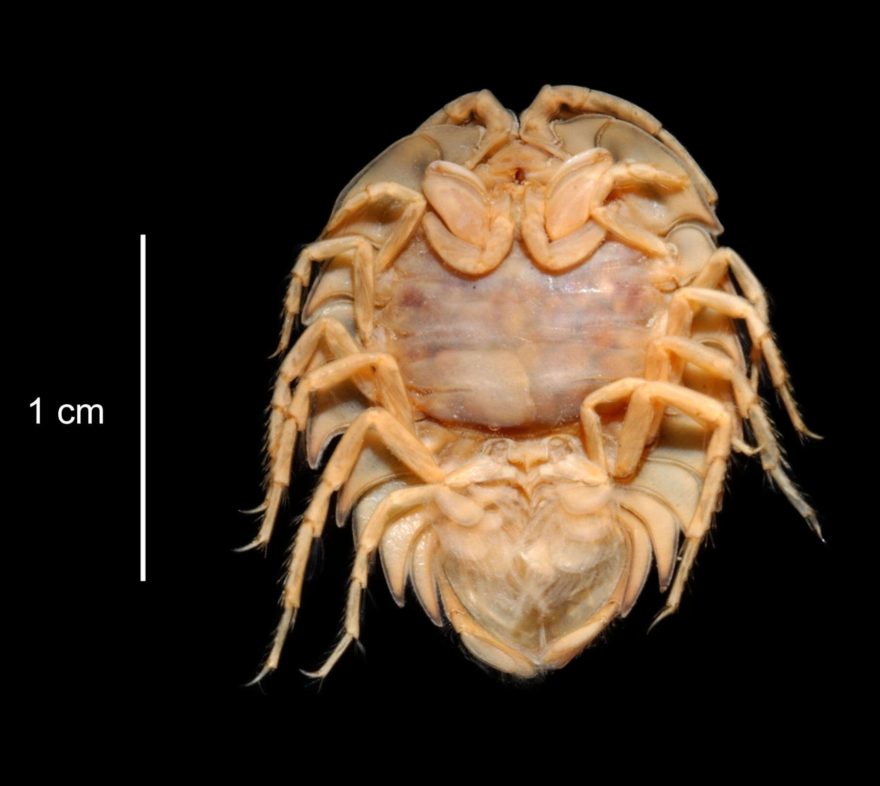 Image of Paraserolis polita (Pfeffer 1887)