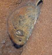 Image of Northern Red-backed Vole