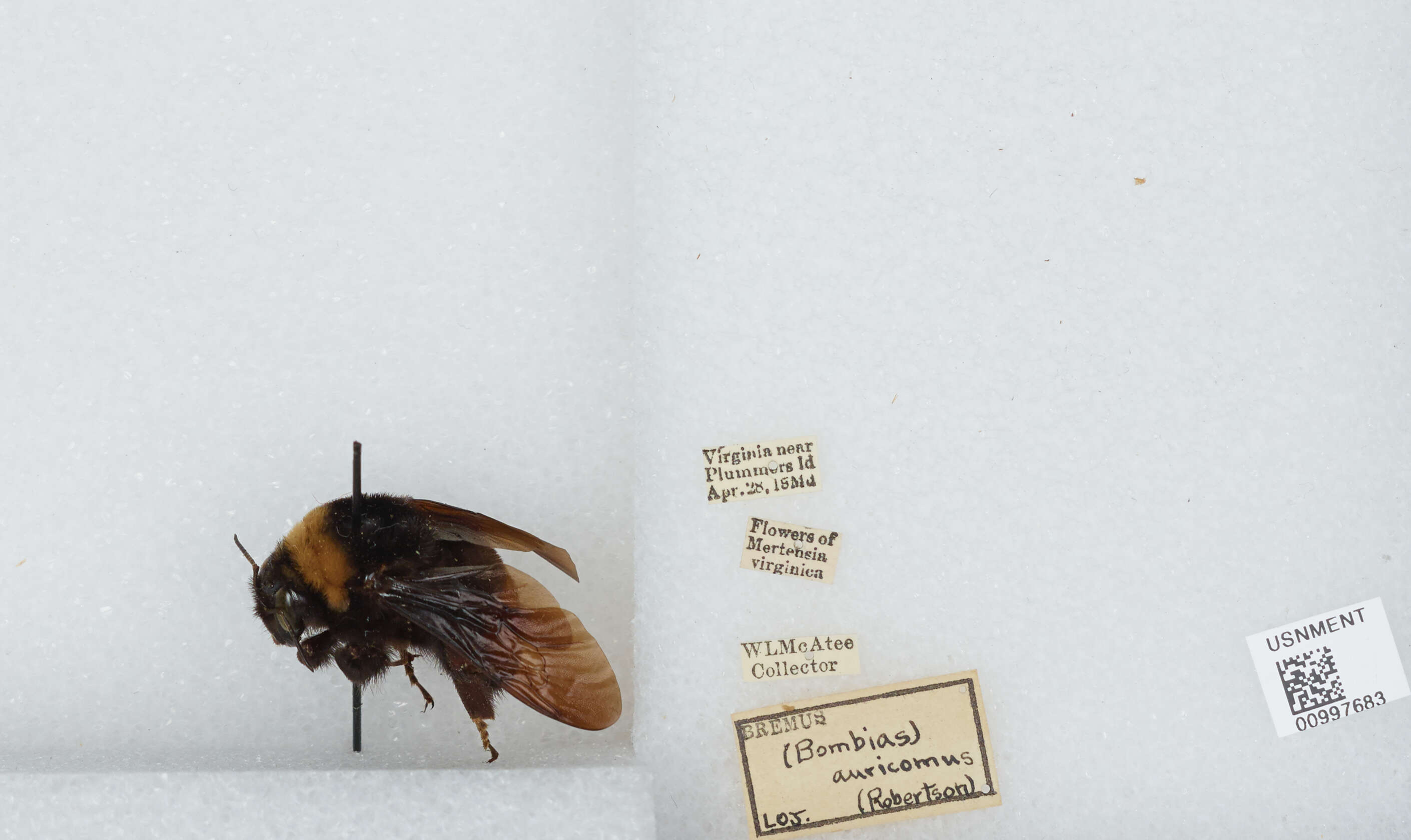 Bombus auricomus (Robertson 1903) resmi