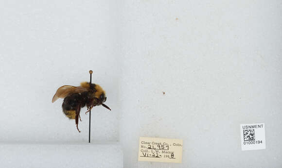 Image de Bombus insularis (Smith 1861)