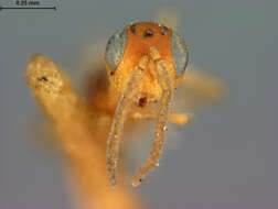 صورة Meromyzobia flava Ashmead 1900