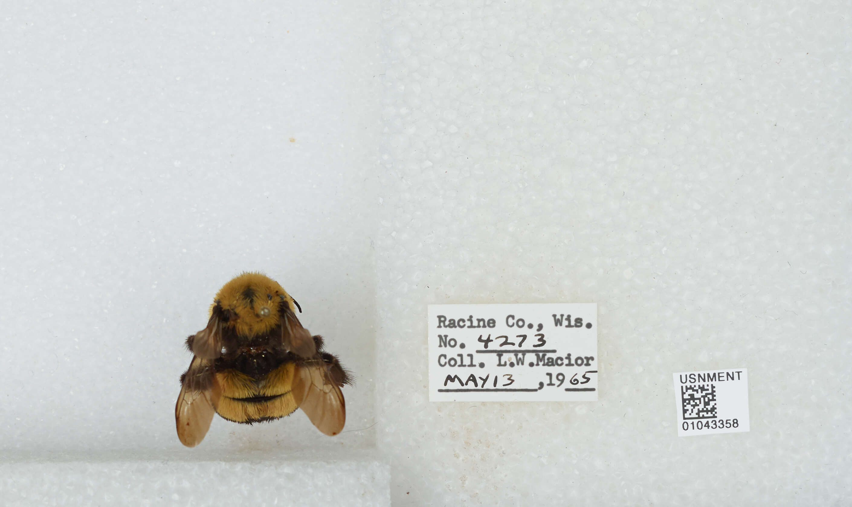 Слика од Bombus affinis Cresson 1864