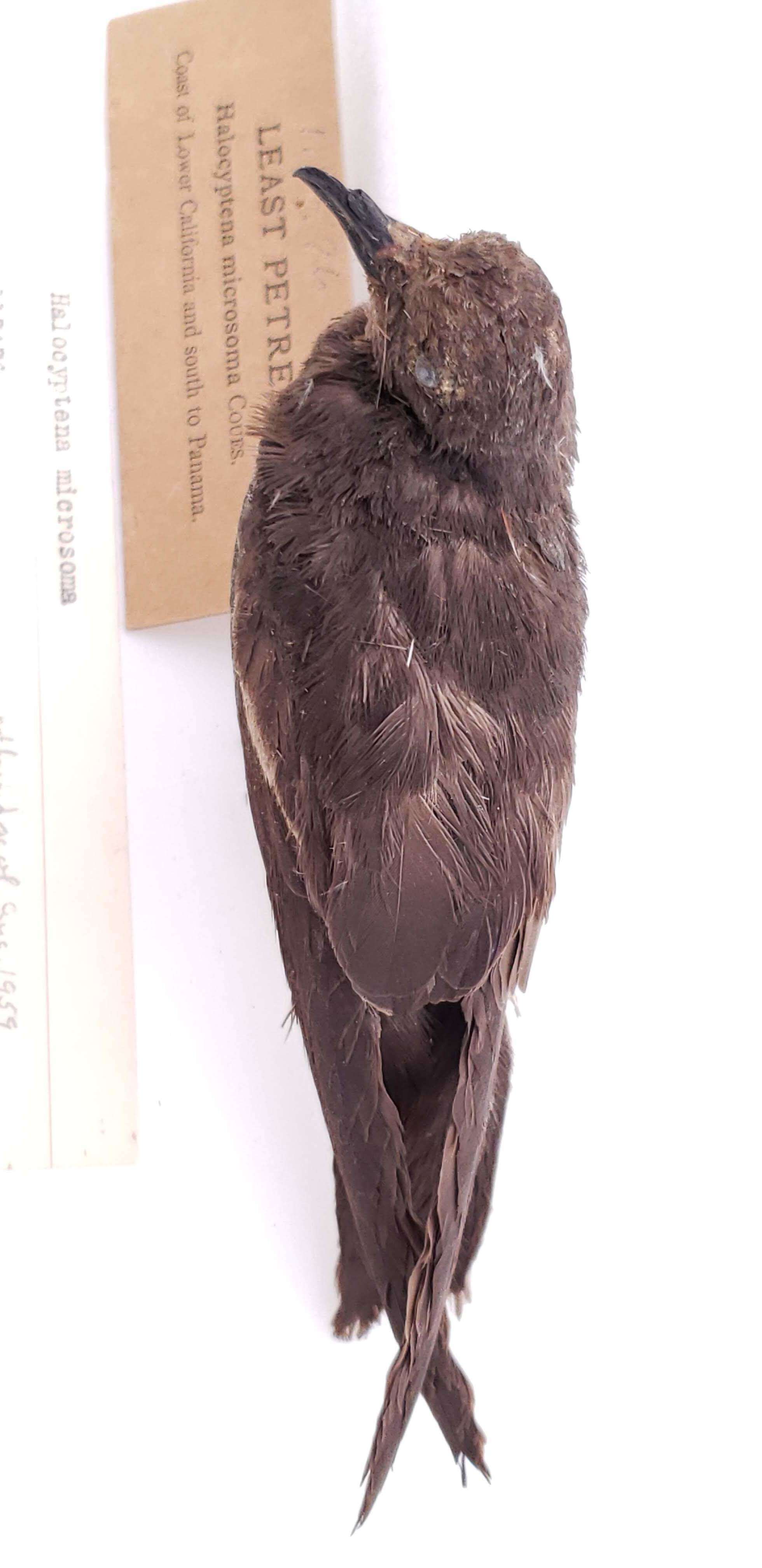 Image of Least Storm Petrel