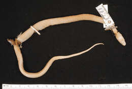 Image of Tan Ground Snake