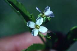 Image de Cakile lanceolata (Willd.) O. E. Schulz