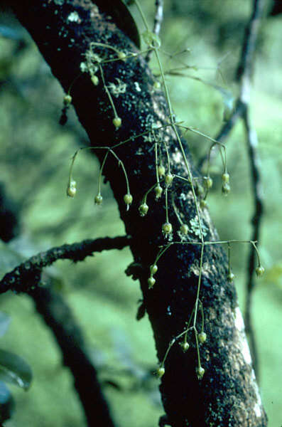 Image of Schiedea diffusa subsp. diffusa