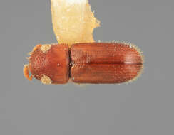 Image of Pityoborus hondurensis Wood 1971