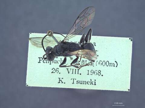 Image of Dolichurus pempuchiensis Tsuneki 1972