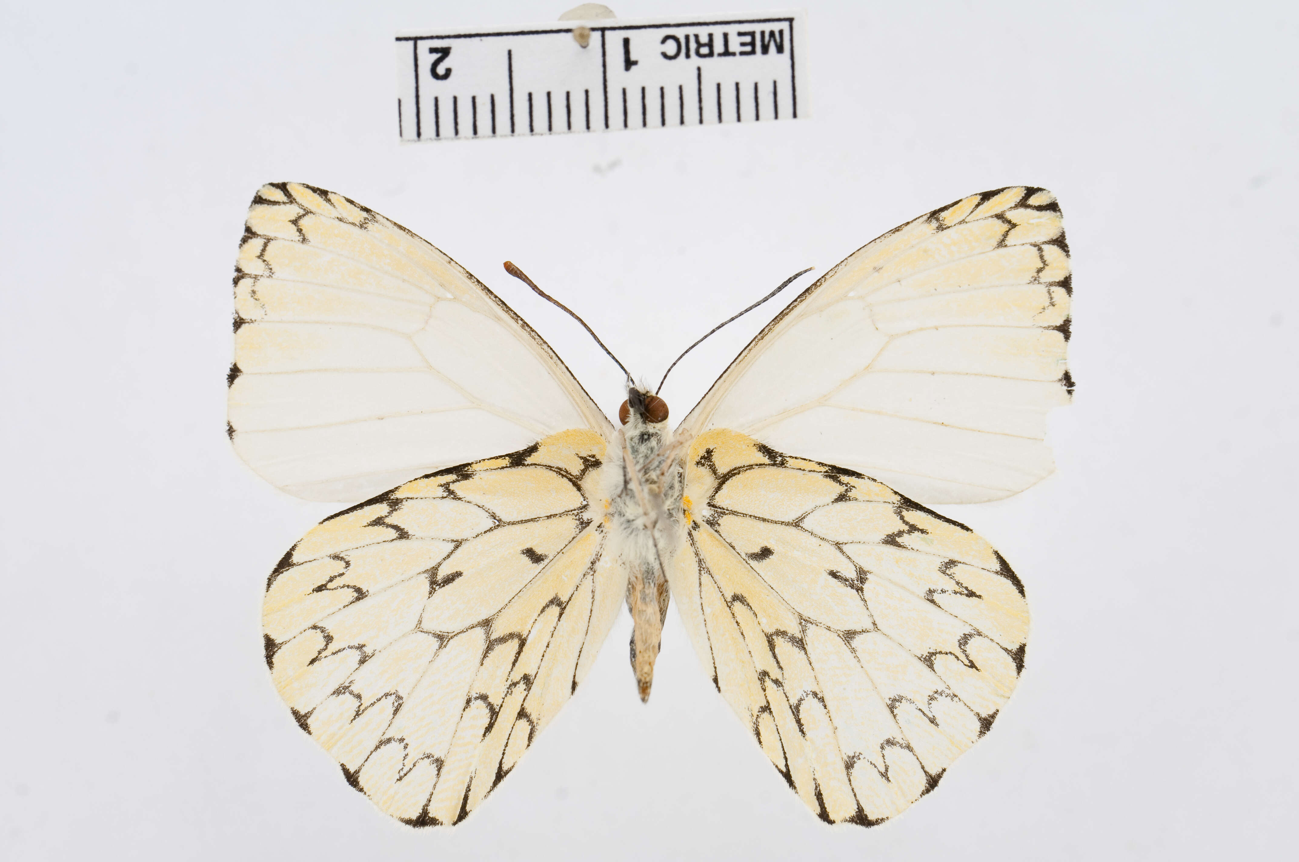 Image of Hesperocharis erota (Lucas 1852)