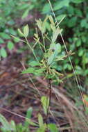 Image of Dwarf Live Oak