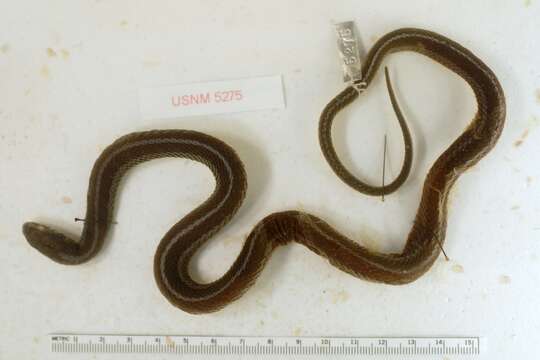 Image of Thamnophis sirtalis pickeringii (Baird & Girard 1853)