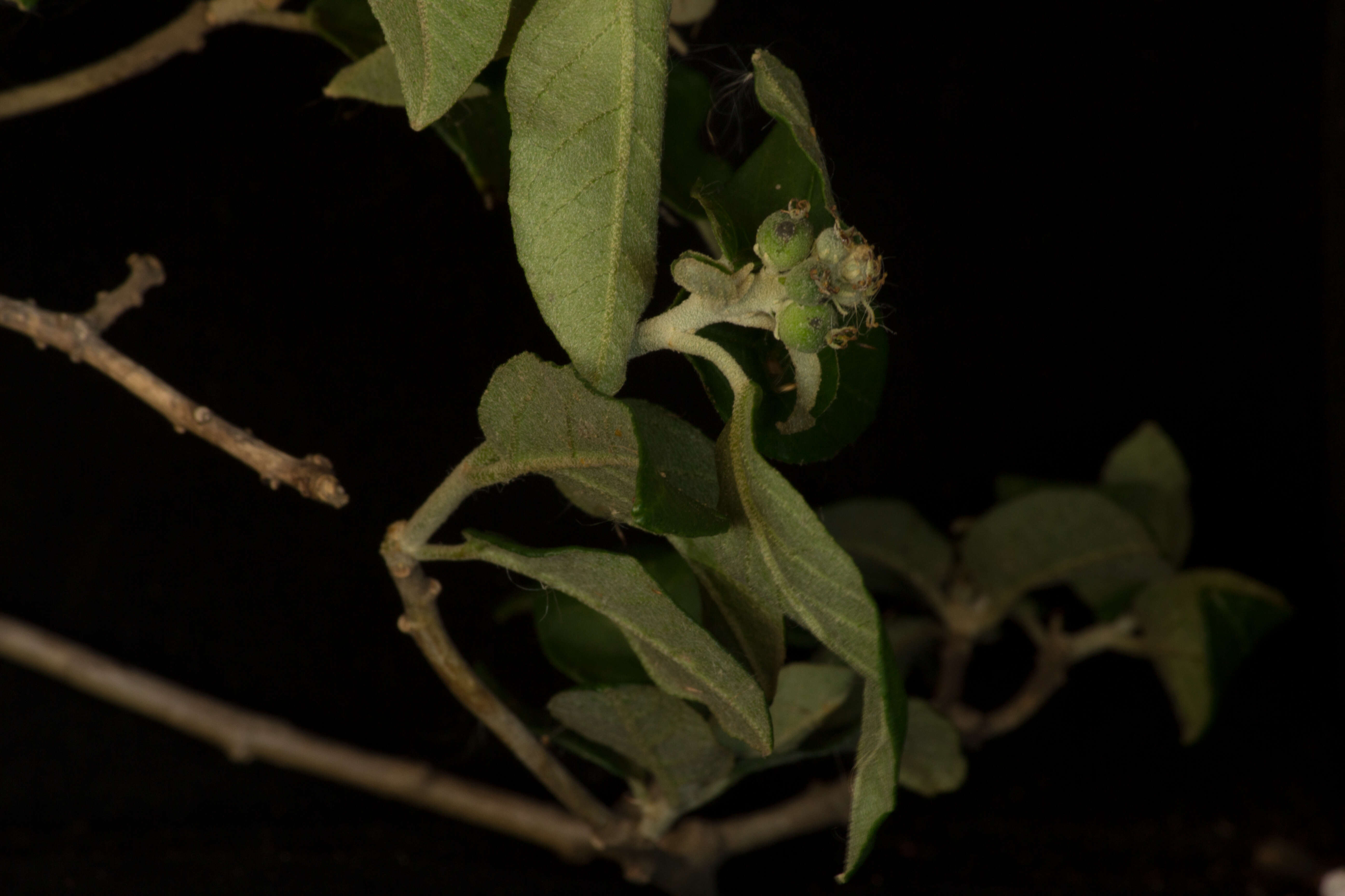 Image of Croton roxanae Croizat