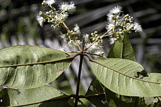 Myrcia splendens (Sw.) DC.的圖片