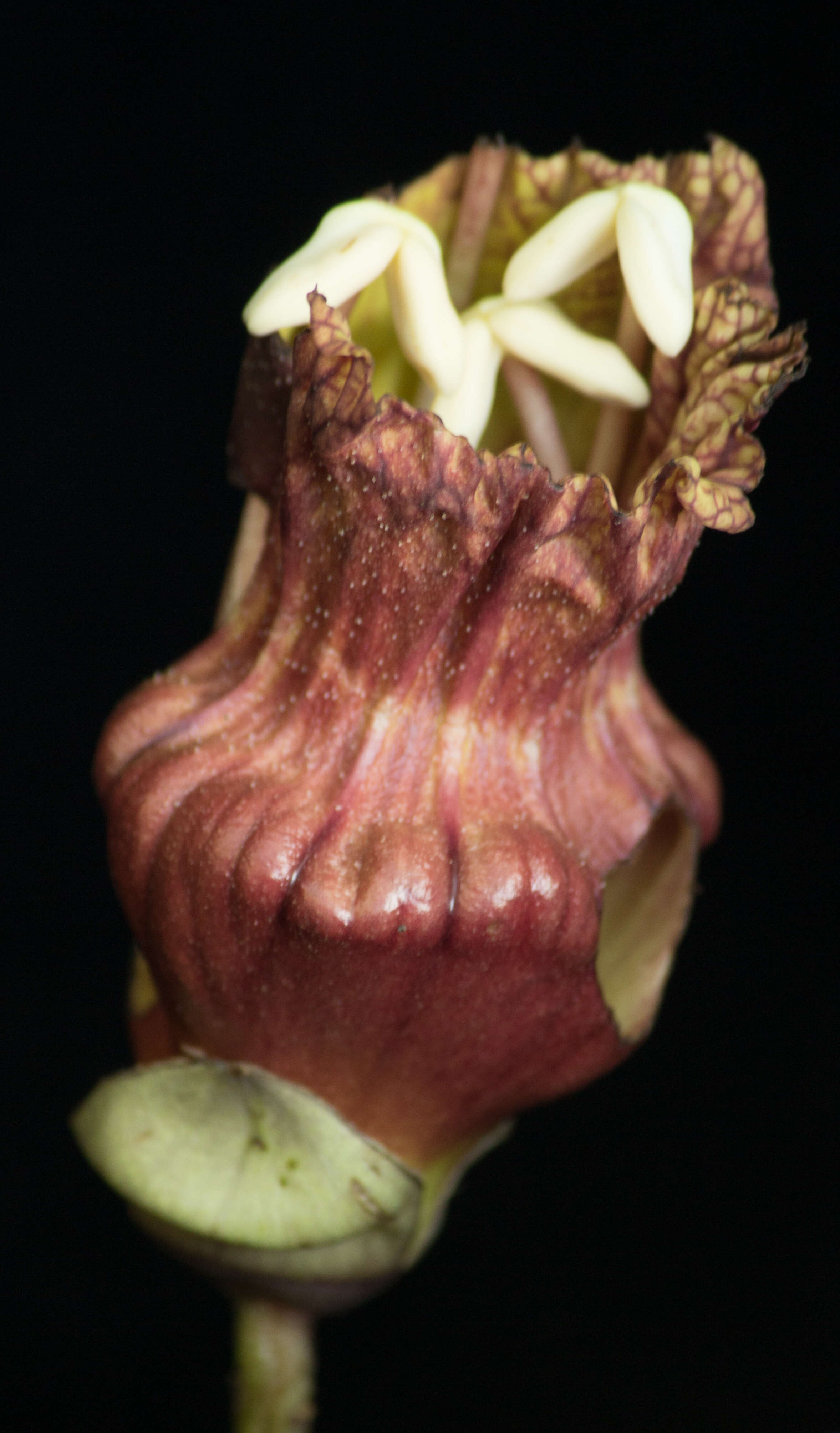 Image de Crescentia alata Kunth