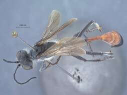 Image of Ammophila formosensis Tsuneki 1971