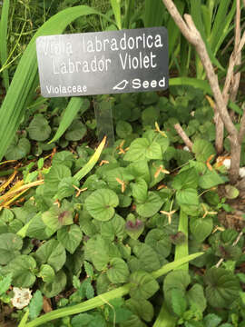 Image of alpine violet