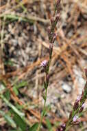 Слика од Liatris cokeri Pyne & Stucky