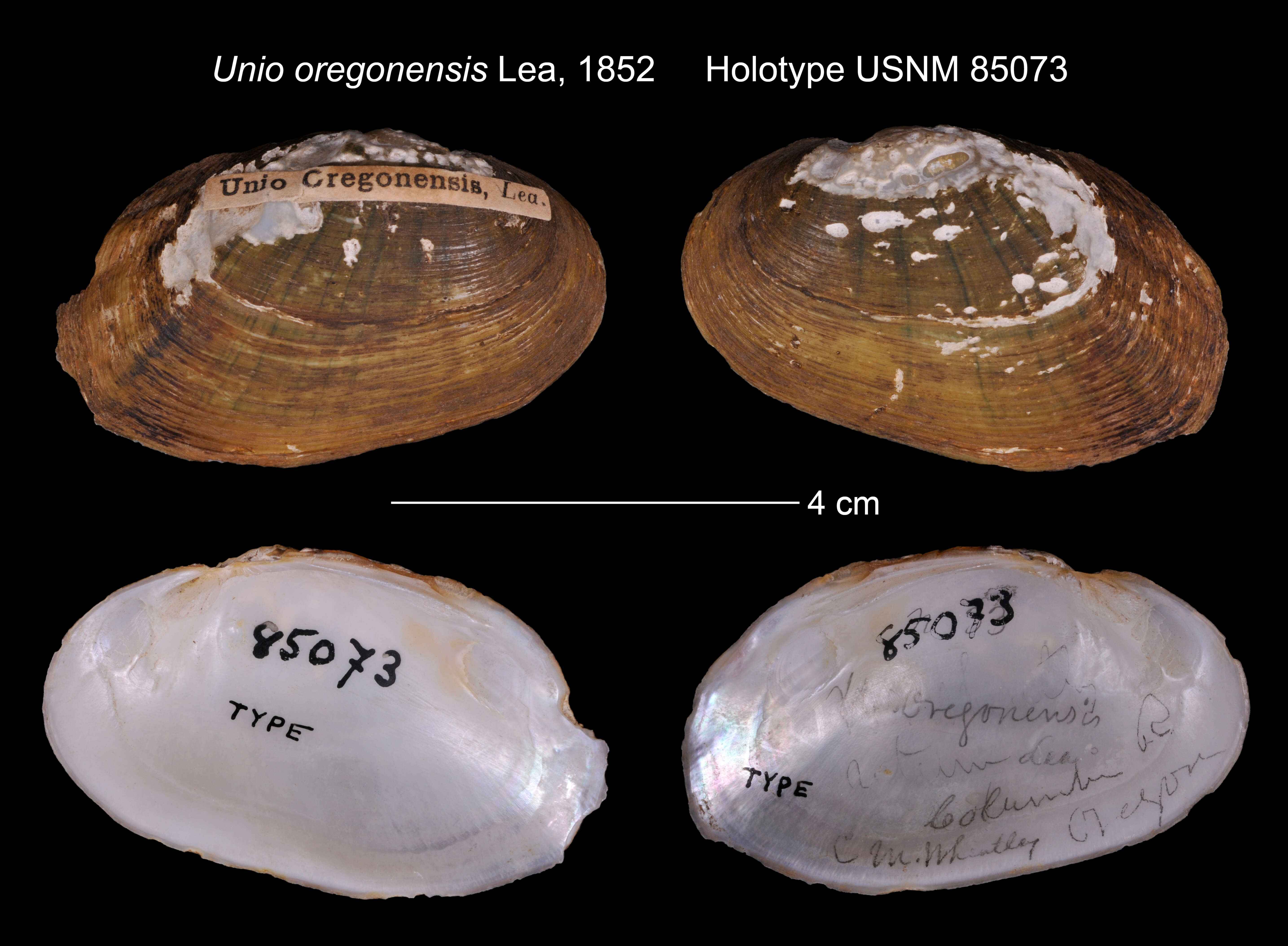 Image of Unio oregonensis I. Lea 1852