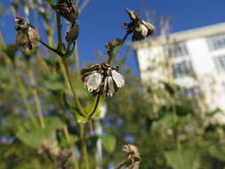 Image of Silphium L.