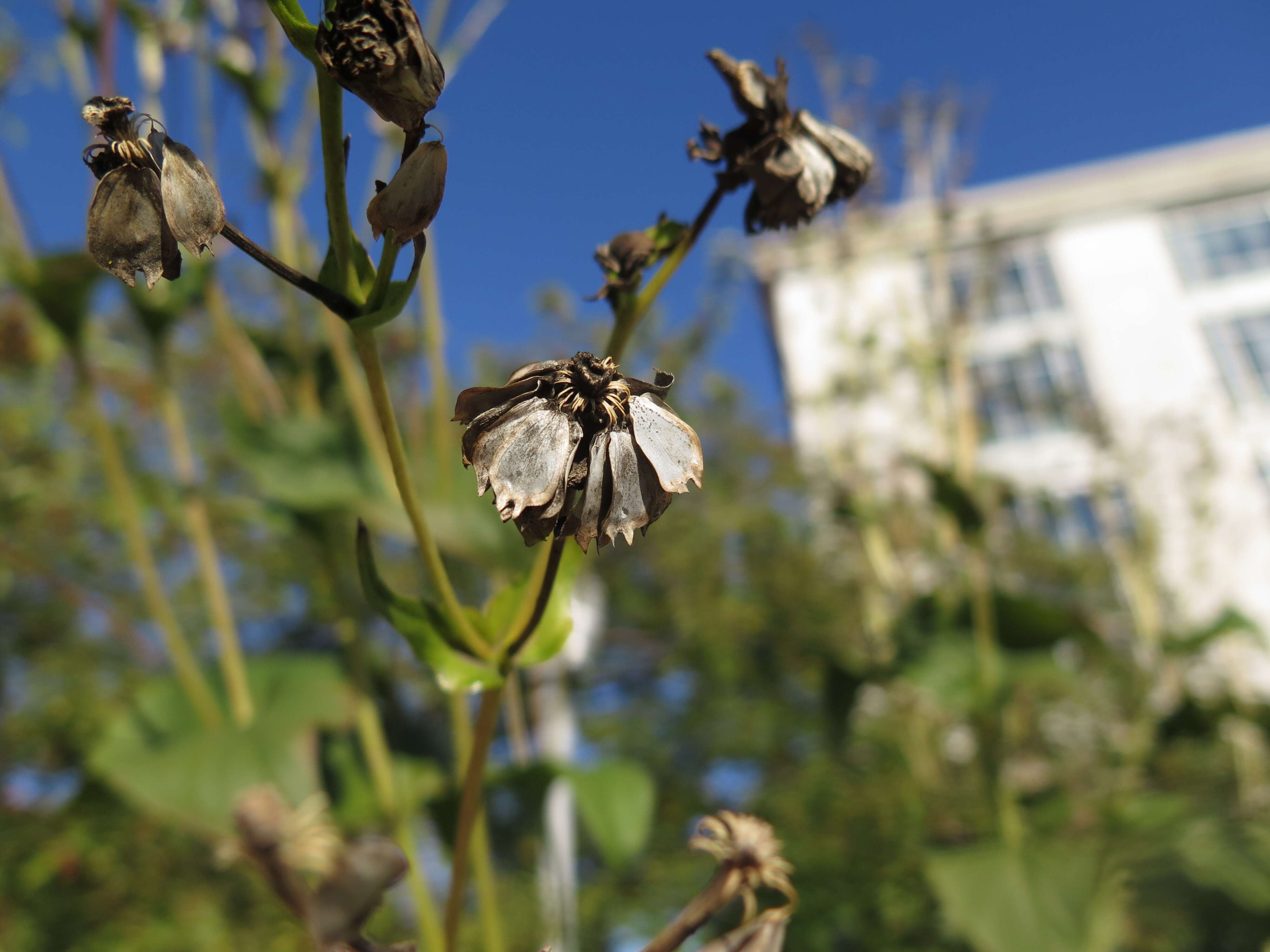 Image of Silphium L.