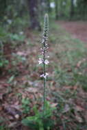 Image de Verbena carnea Medik.