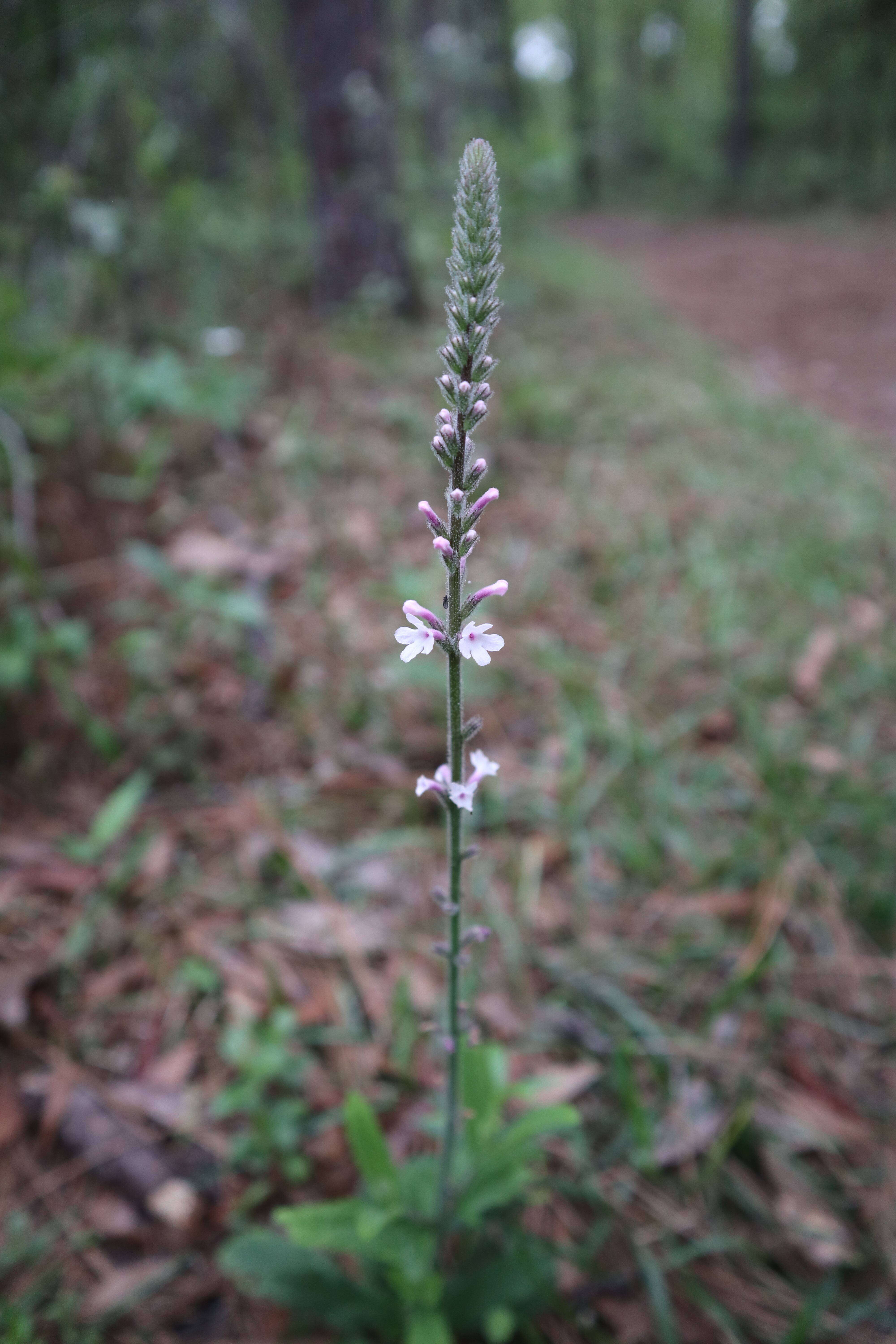 Image de Verbena carnea Medik.