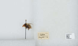 Image of Frigid Bumble Bee