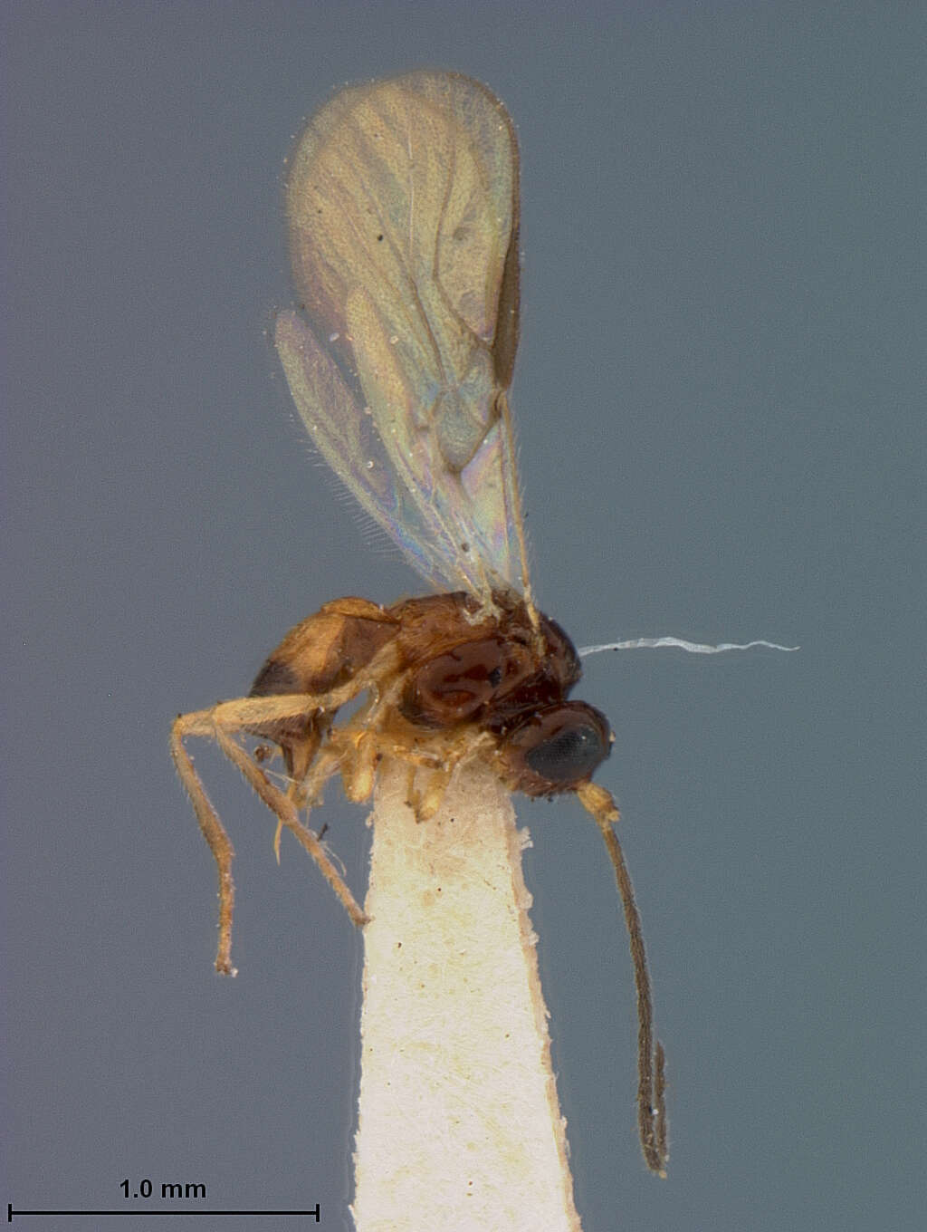 Image of Opius brownsvillensis Fischer 1965