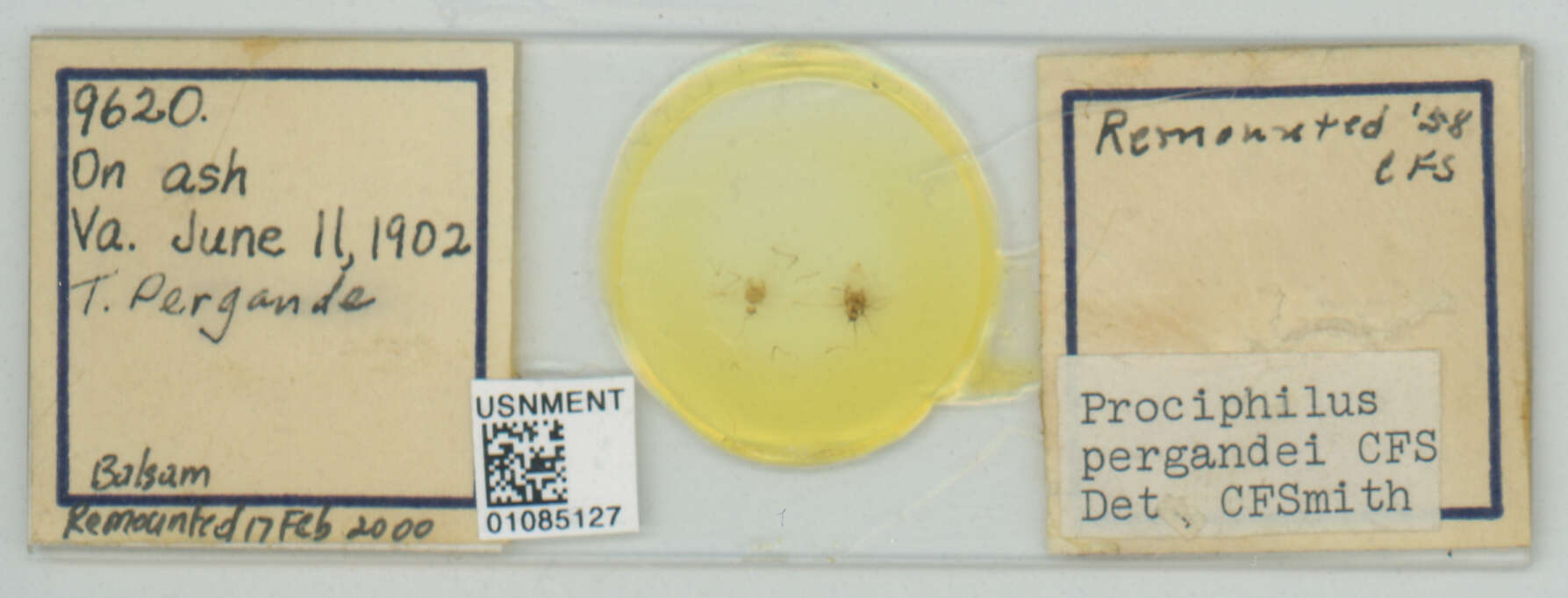 Image of Prociphilus (Prociphilus) pergandei Smith & C. F. 1974