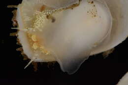 Image of Spiny cup and saucer shell