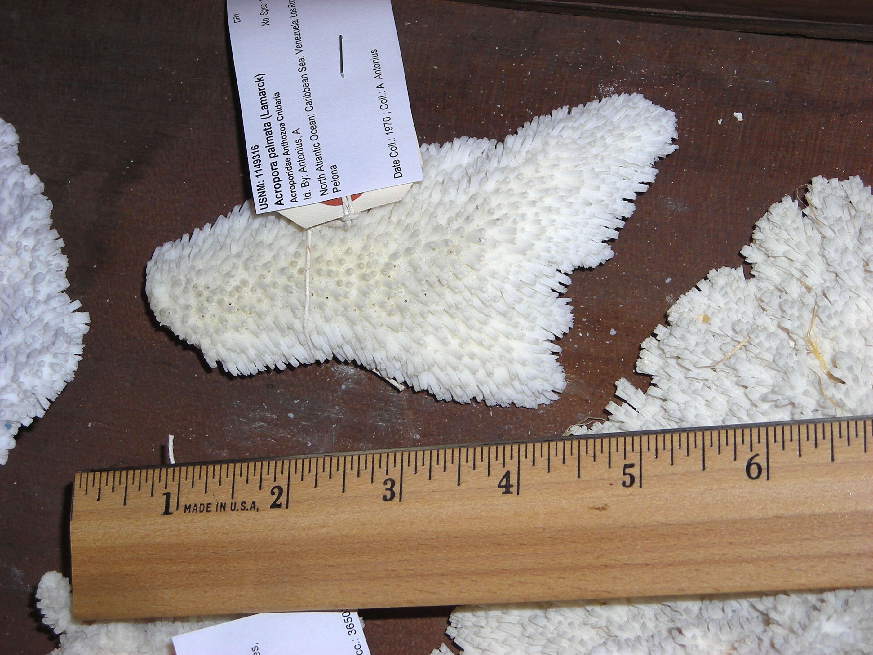 Image of Elkhorn Coral