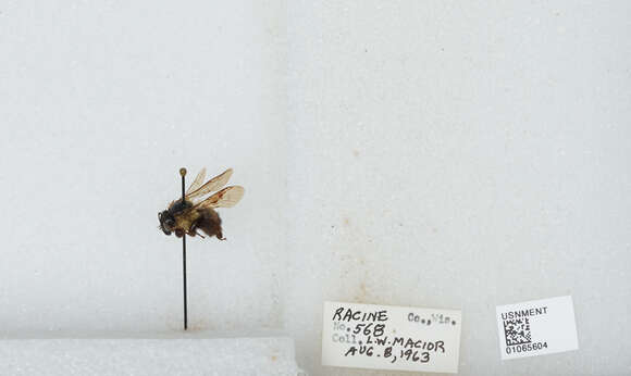 Слика од Bombus affinis Cresson 1864