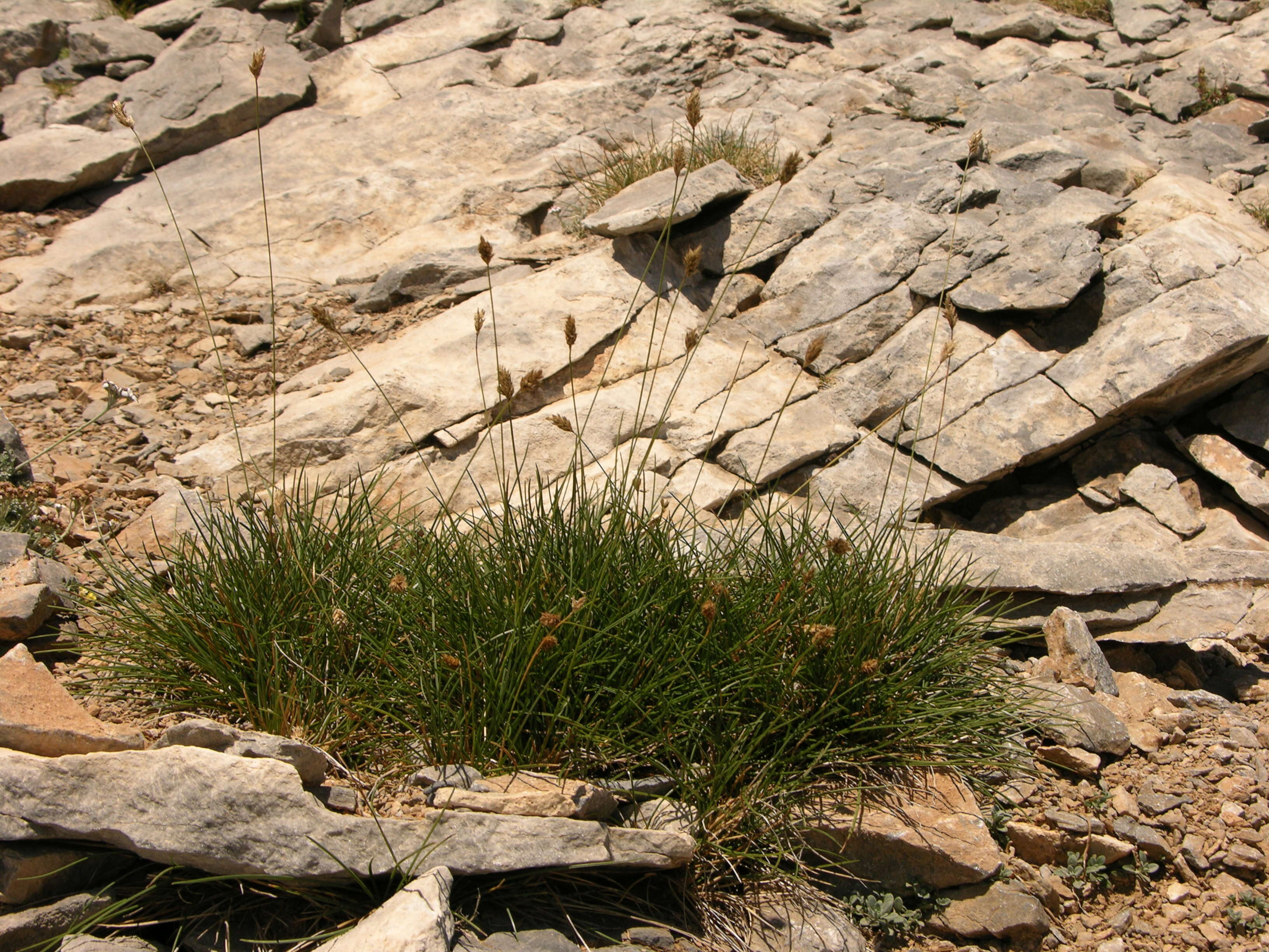 Image of Sesleria tenerrima (Fritsch) Hayek