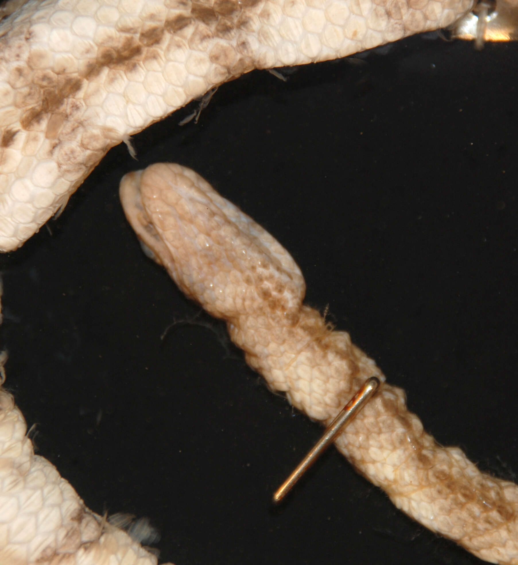 Image of Black-headed seasnake