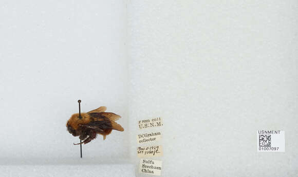 Image of Bombus atripes Smith 1852