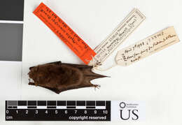 صورة Myotis siligorensis sowerbyi Howell 1926