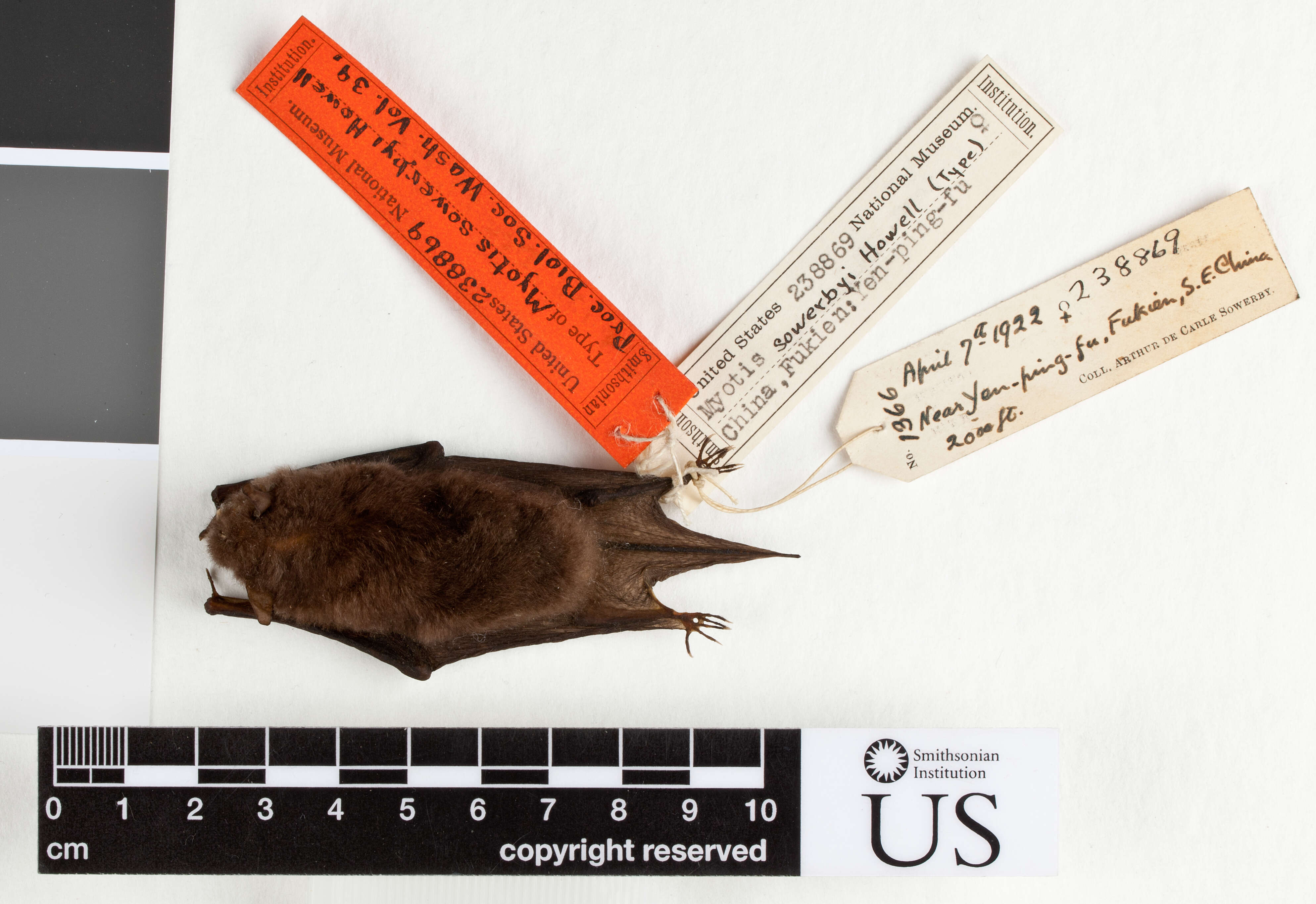 Imagem de Myotis siligorensis sowerbyi Howell 1926