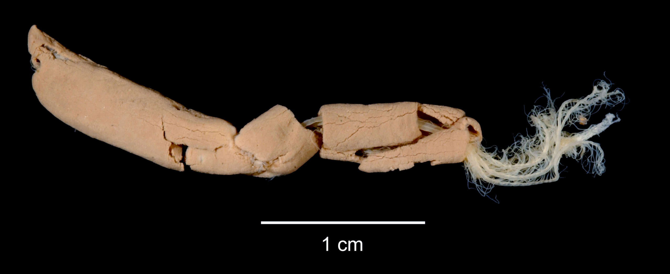 Image of Potamethus scotiae (Pixell 1913)