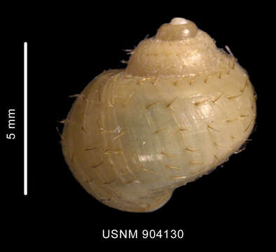 Image of Torellia smithi Warén, Arnaud & Cantera 1986