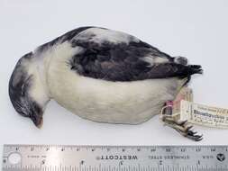 Image of Least Auklet