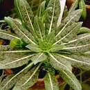 Image of Oenothera muelleri Munz