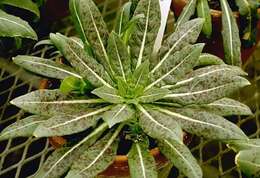 Image of Oenothera muelleri Munz