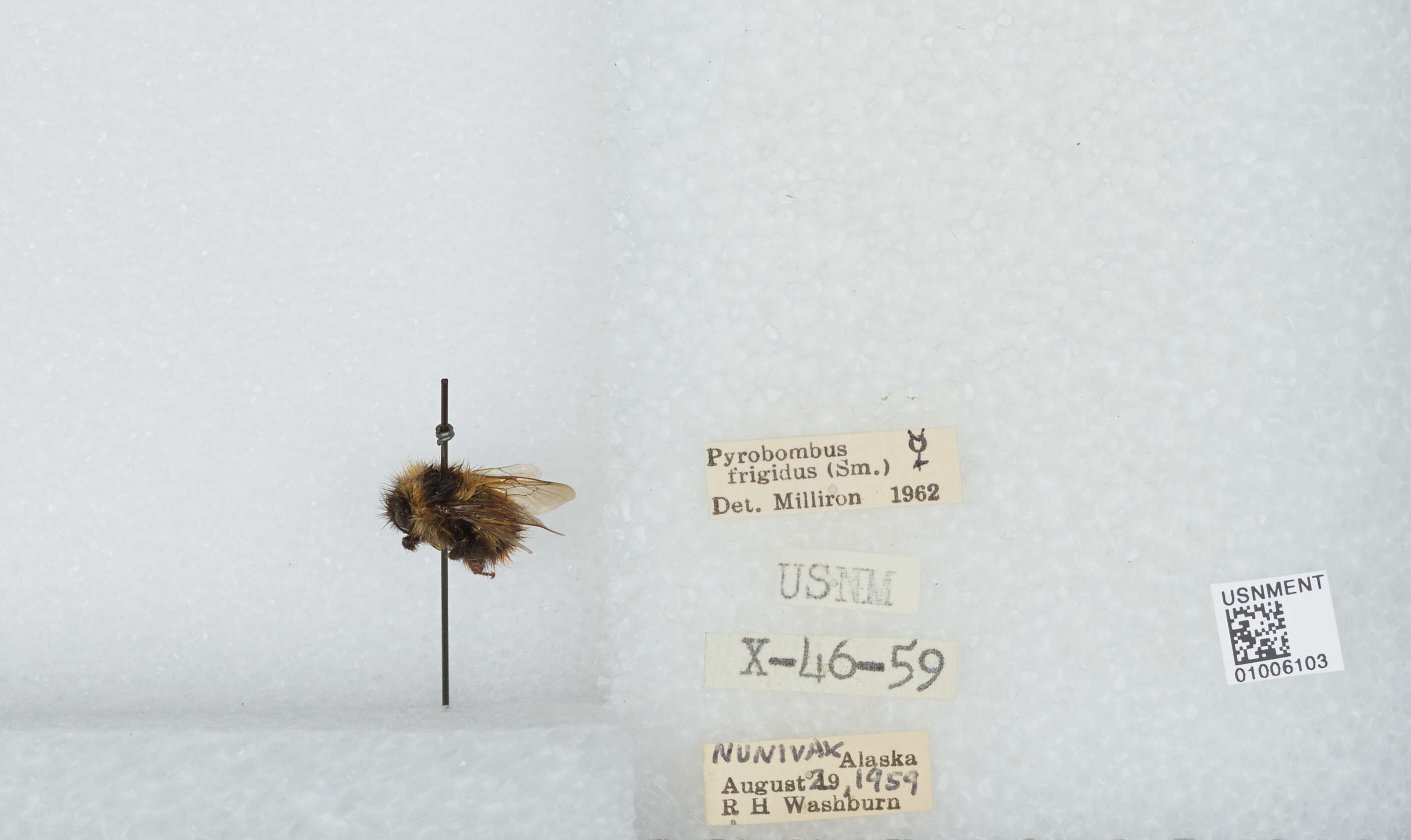 Image of Frigid Bumble Bee