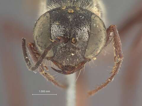 Image of Ammophila leoparda (Fernald 1934)