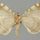 Слика од Hydriomena purpurissa Warren 1907