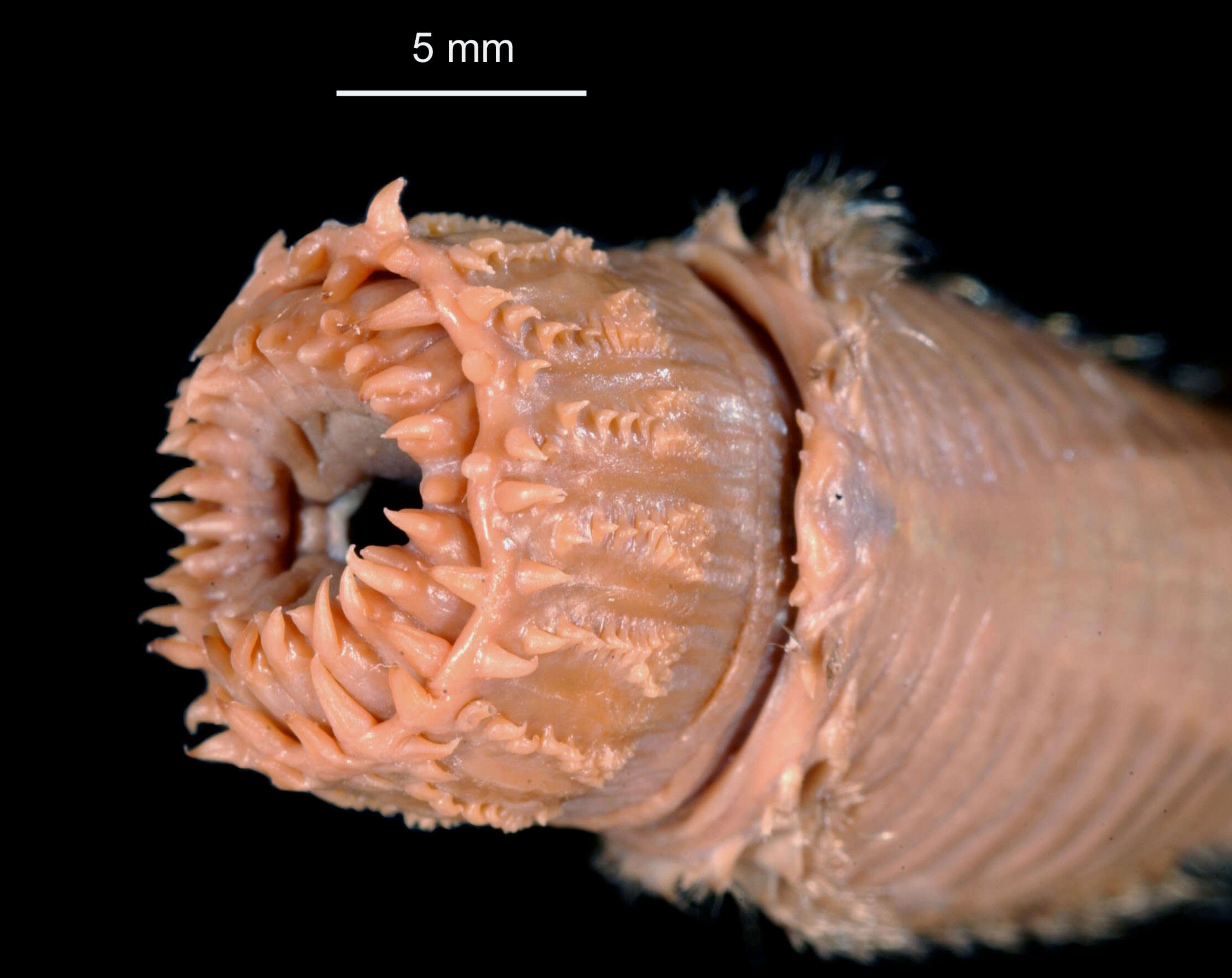 Aglaophamus ornatus Hartman 1967 resmi