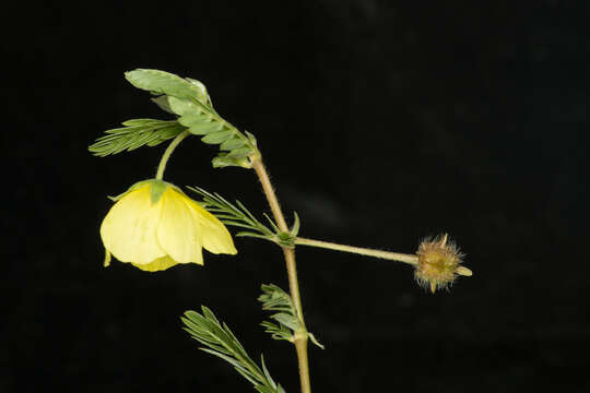 Image de Tribulus cistoides L.